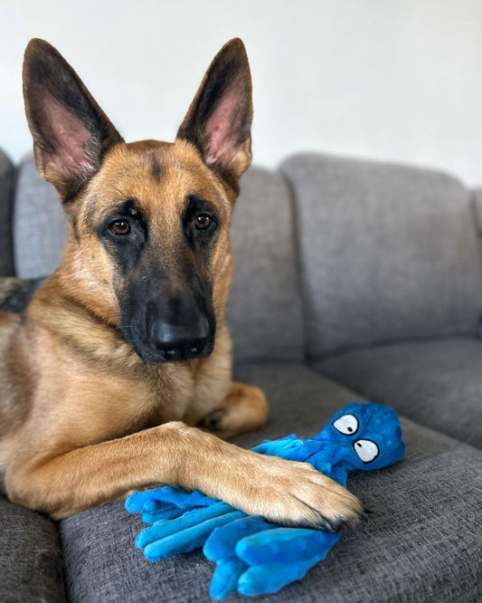 Crinkly & Squeaky Octopus Dog Toy