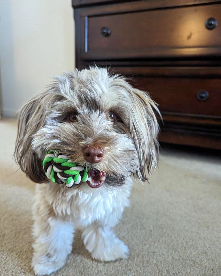 Rope Ball Dog Toy